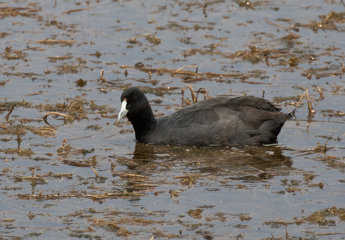 Red-knobbed Coot - ML644388043