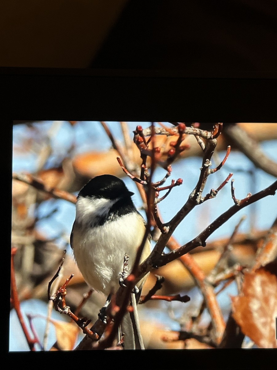 Black-capped Chickadee - ML644388047