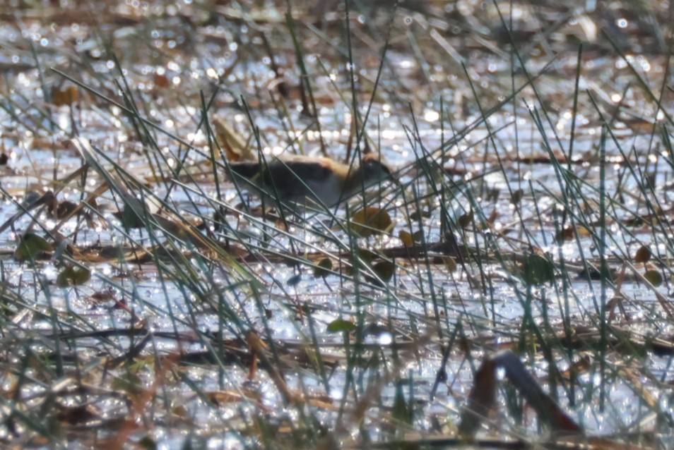 Lesser Jacana - ML644388048