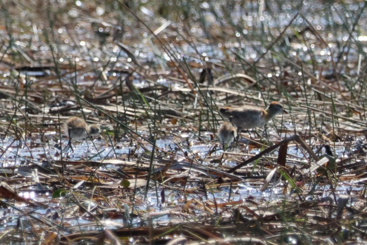 Lesser Jacana - ML644388049