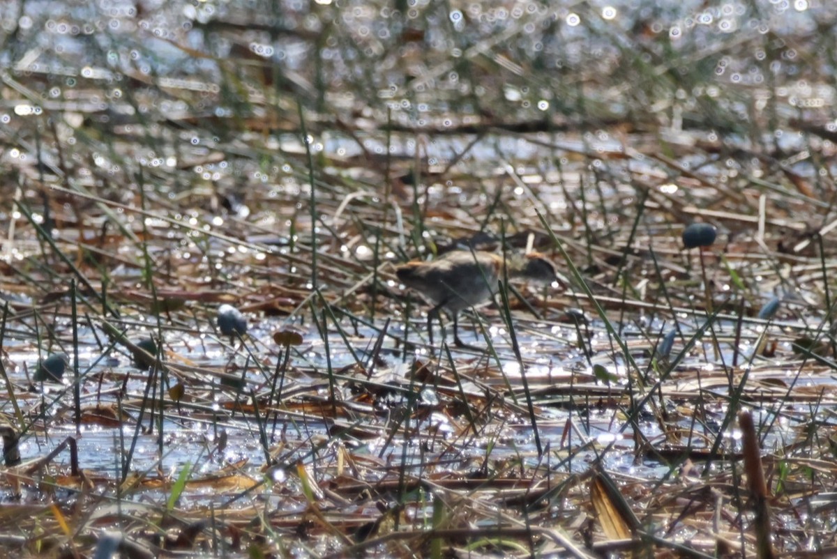 Lesser Jacana - ML644388050