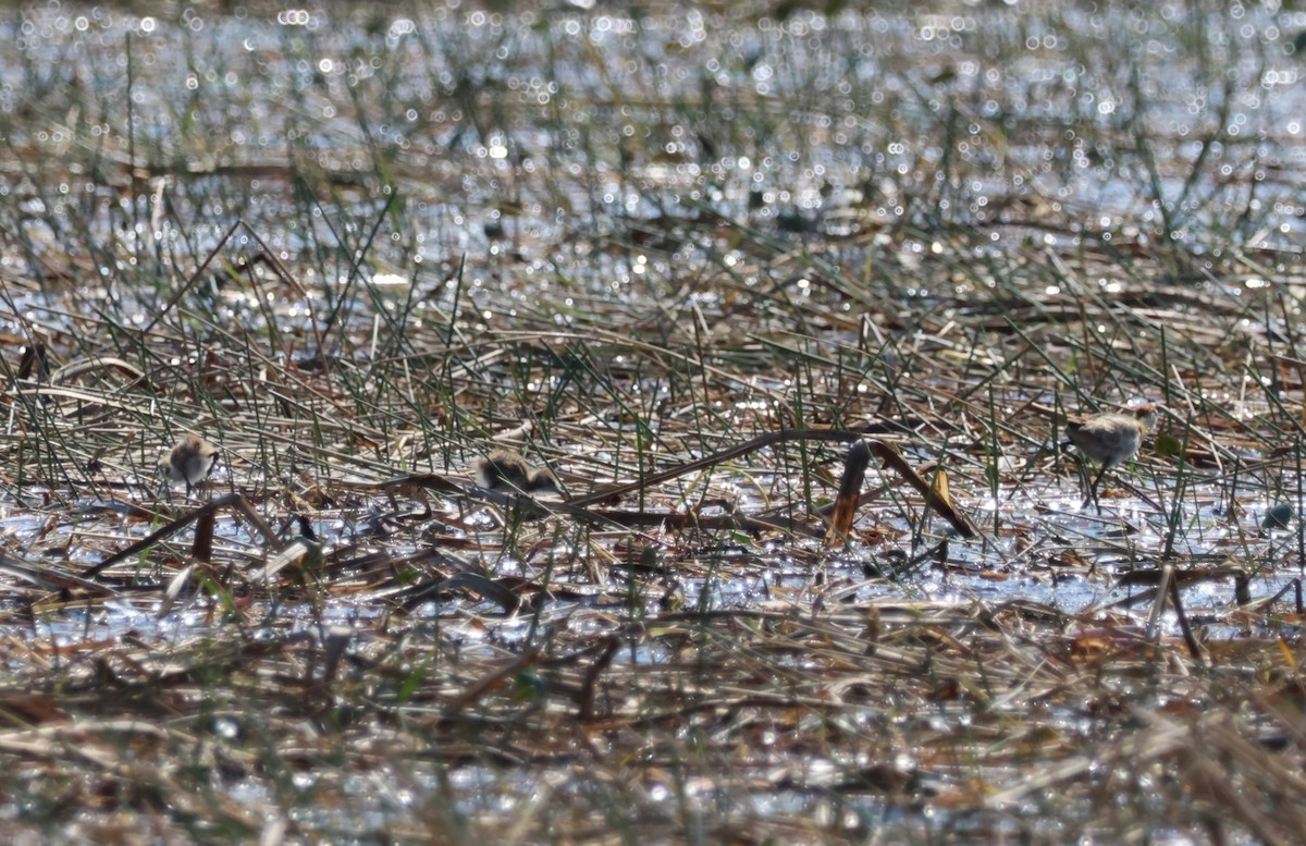 Lesser Jacana - ML644388051