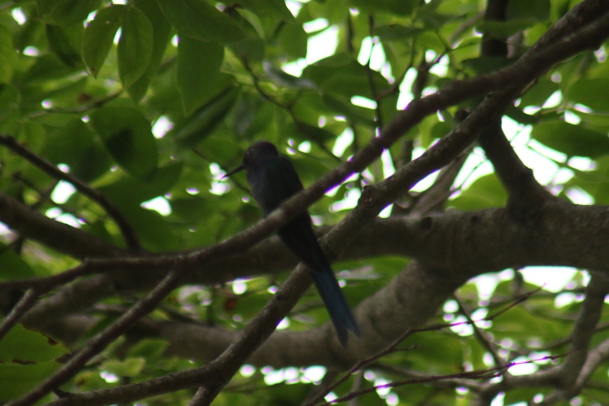 ツバメハチドリ - ML644388055