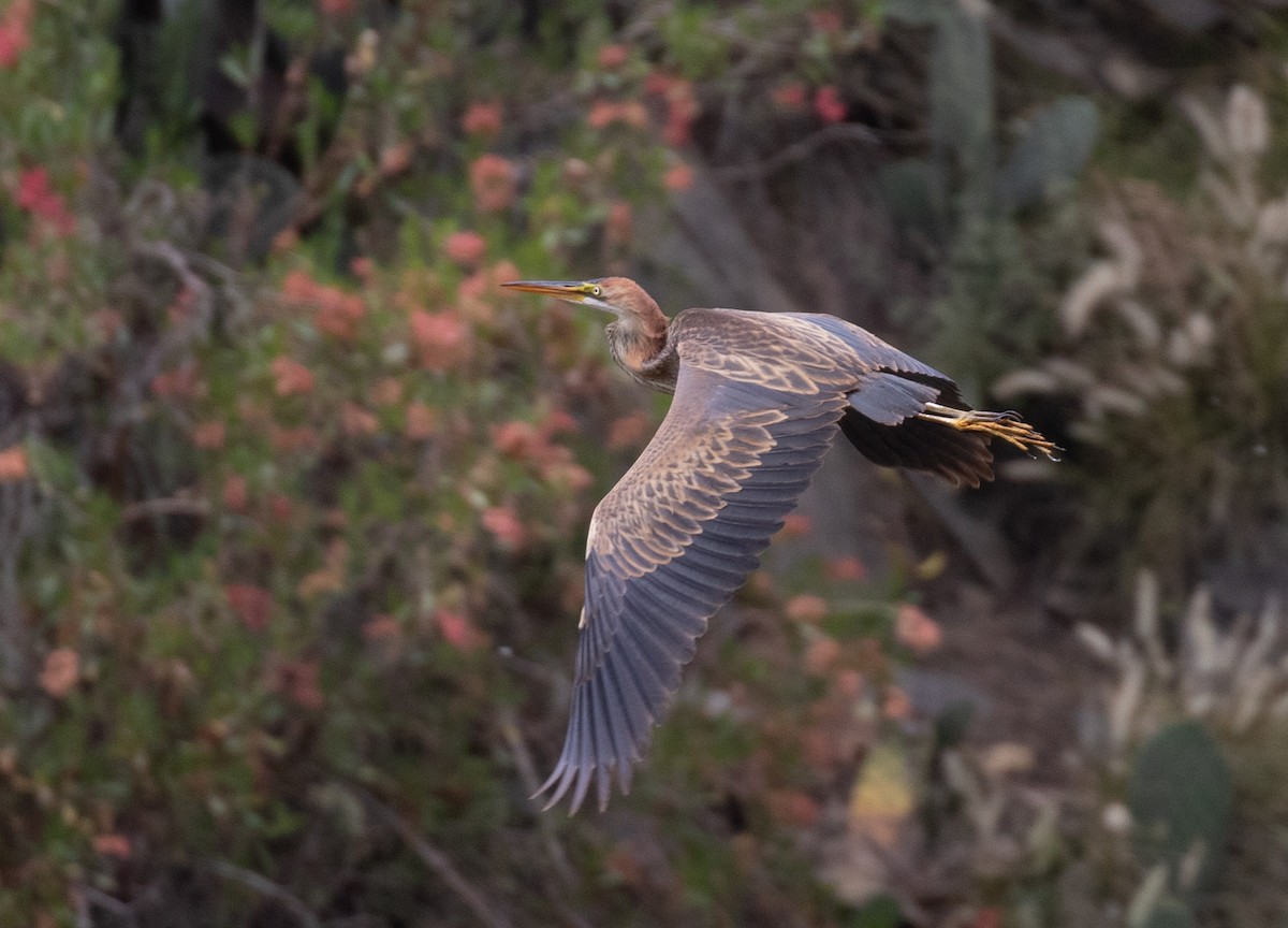 Purple Heron - ML644388059