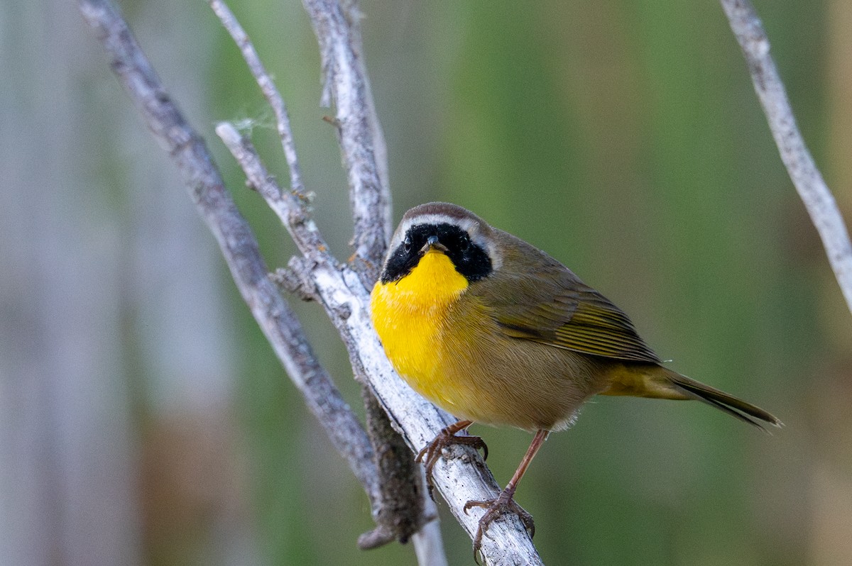 nordgulstrupe - ML644388078