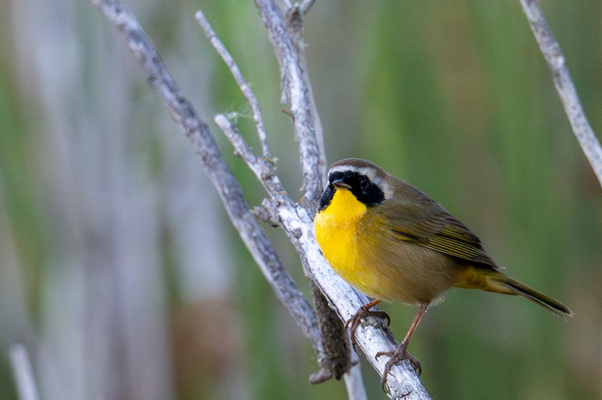 nordgulstrupe - ML644388079