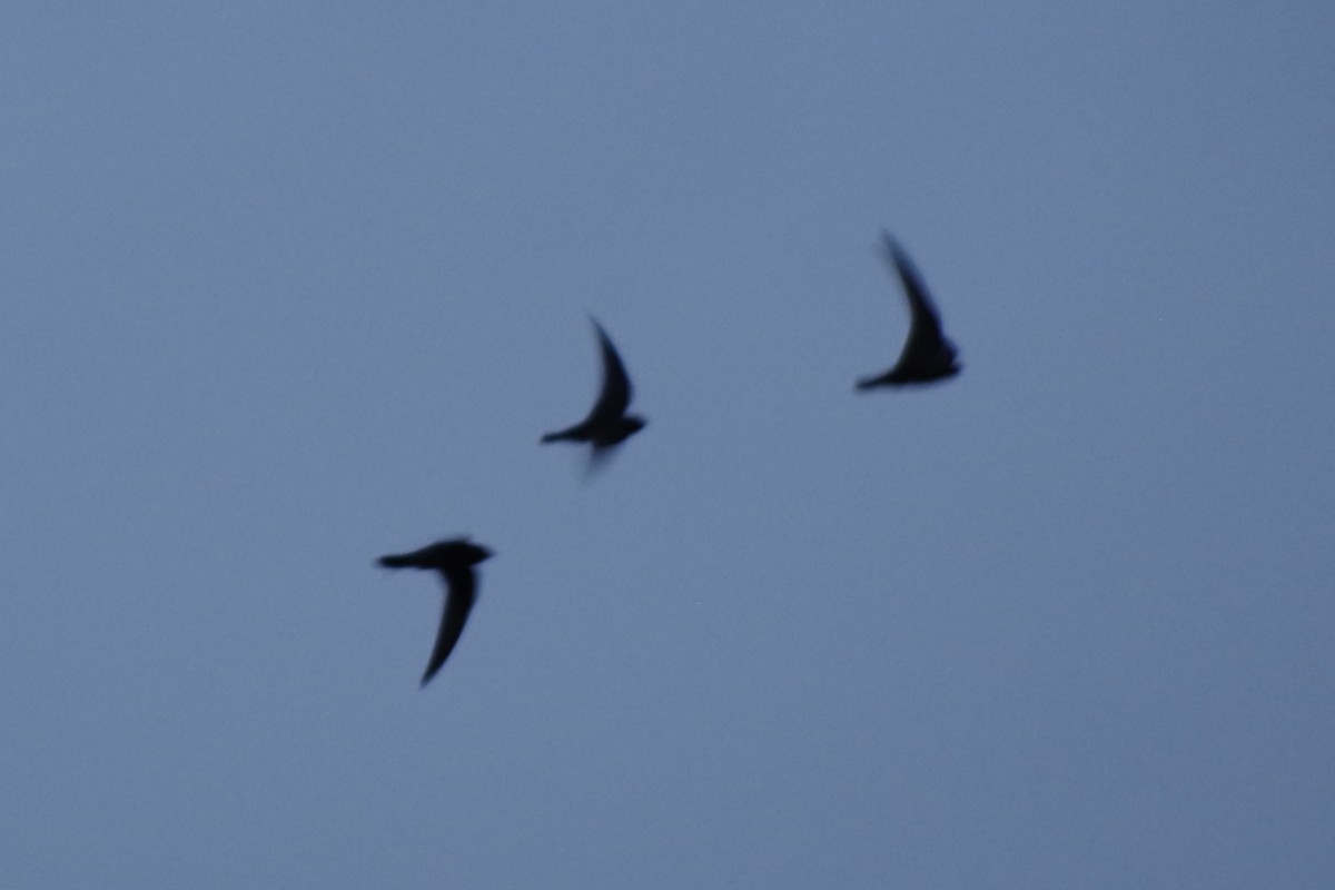 Black Swift - ML644388086