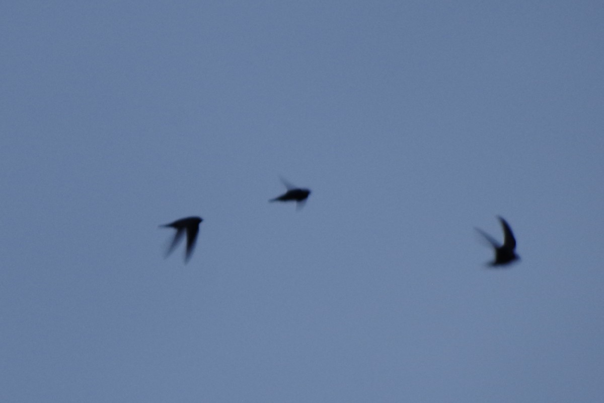 Black Swift - ML644388087