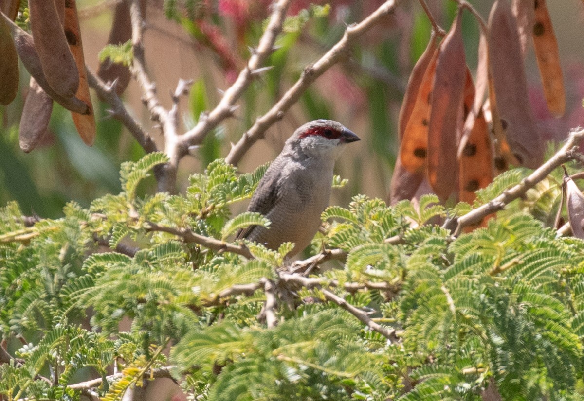 Arabian Waxbill - ML644388092