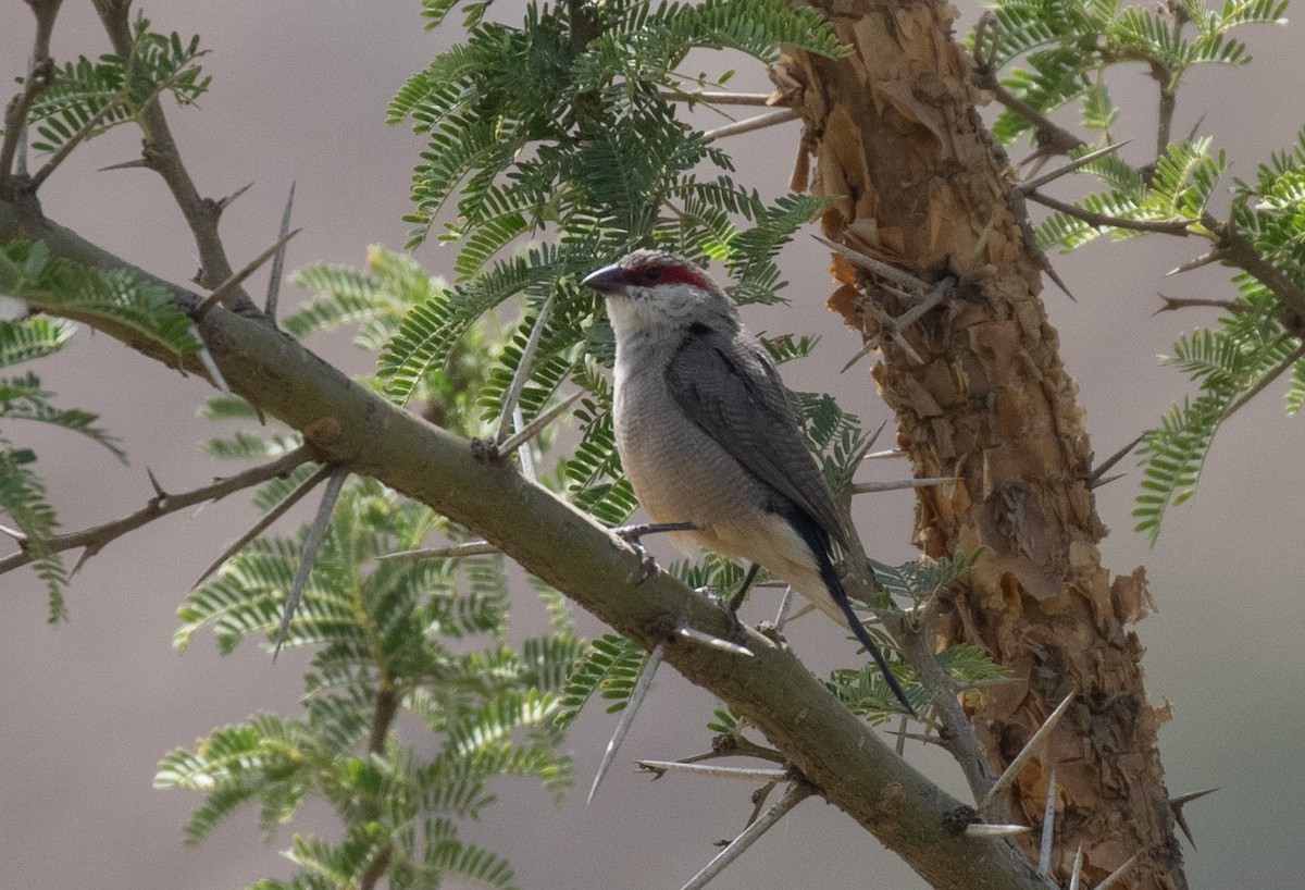 Arabian Waxbill - ML644388093