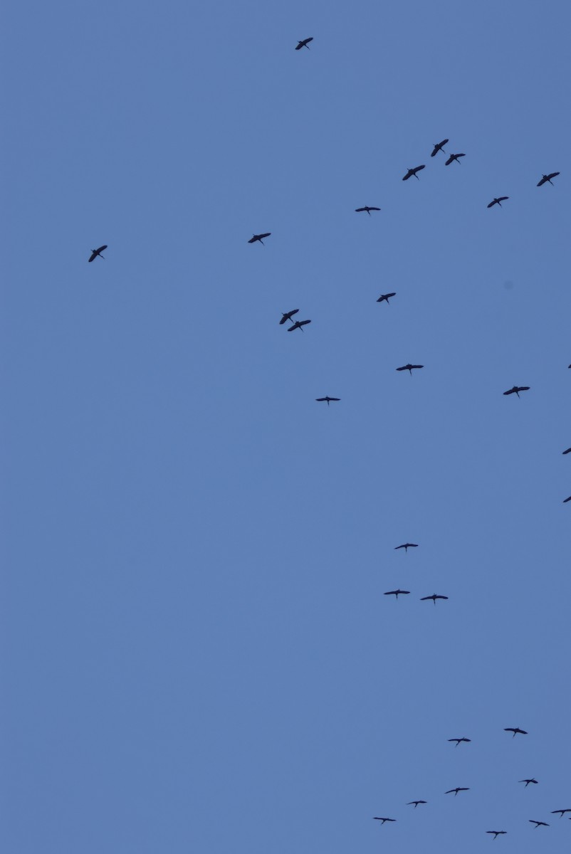 Matxardamoko beltza - ML644388094