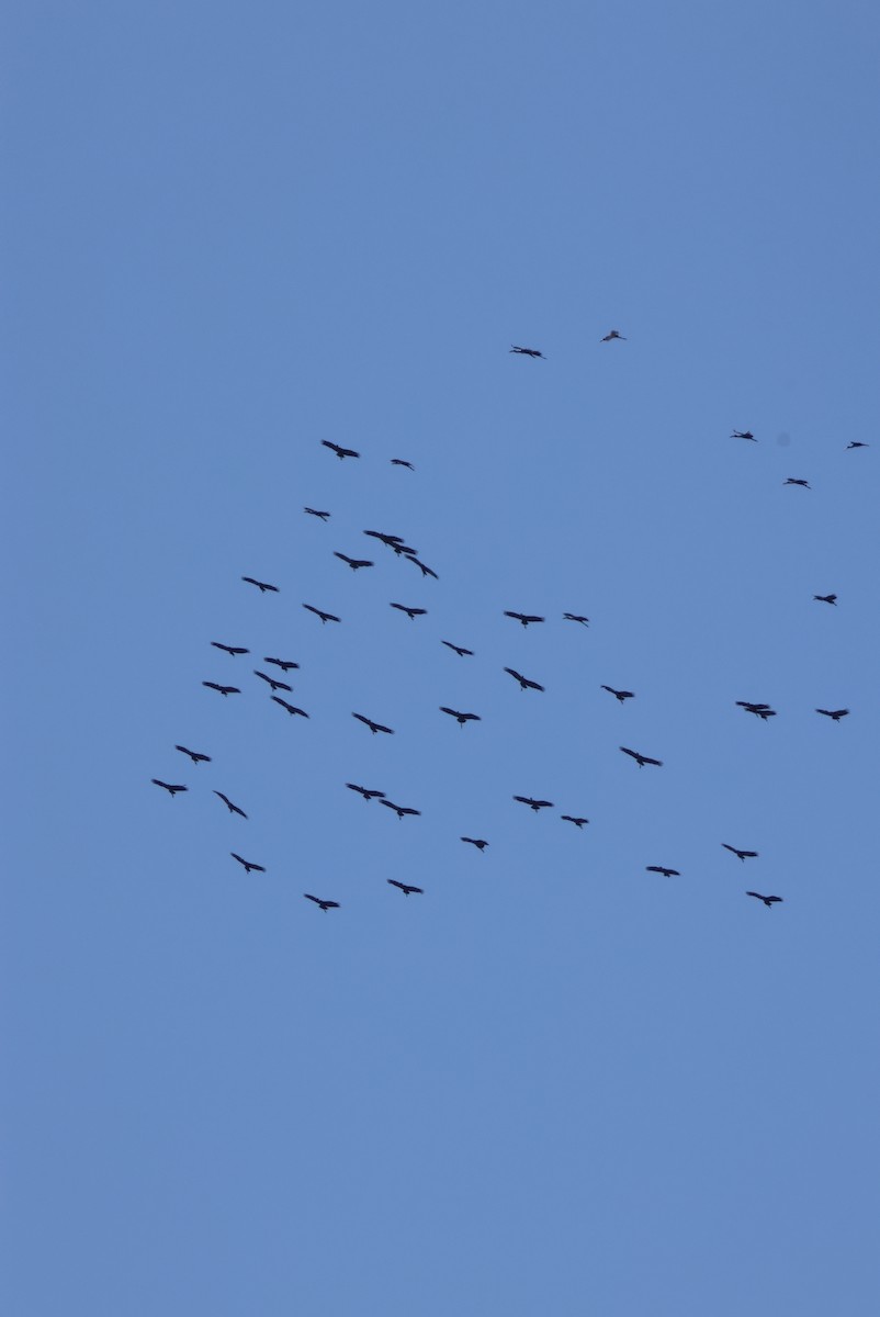 Matxardamoko beltza - ML644388095