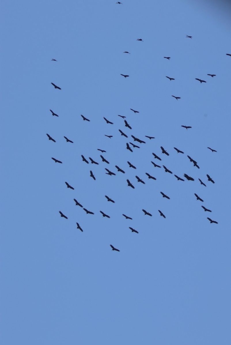 Matxardamoko beltza - ML644388096