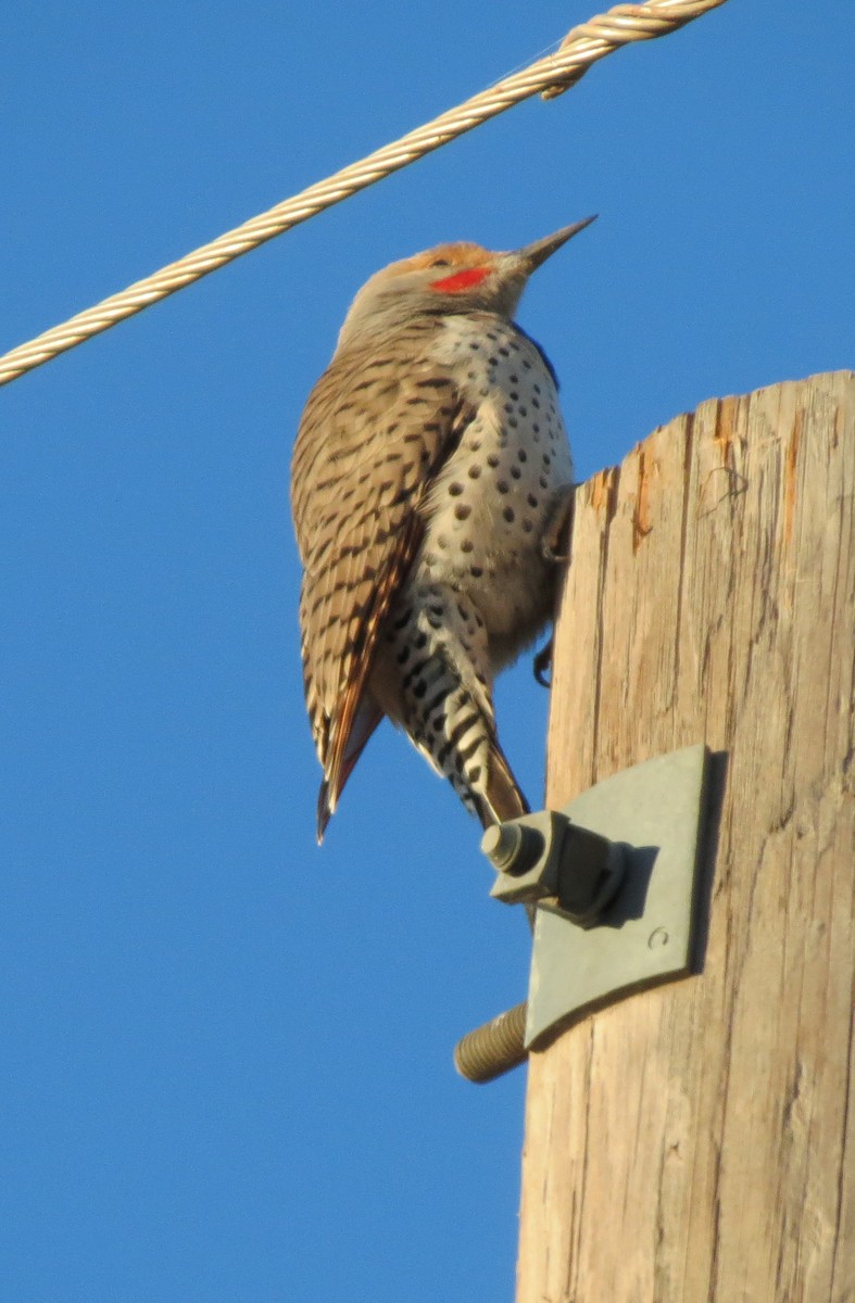 Northern Flicker (Red-shafted) - ML644388097