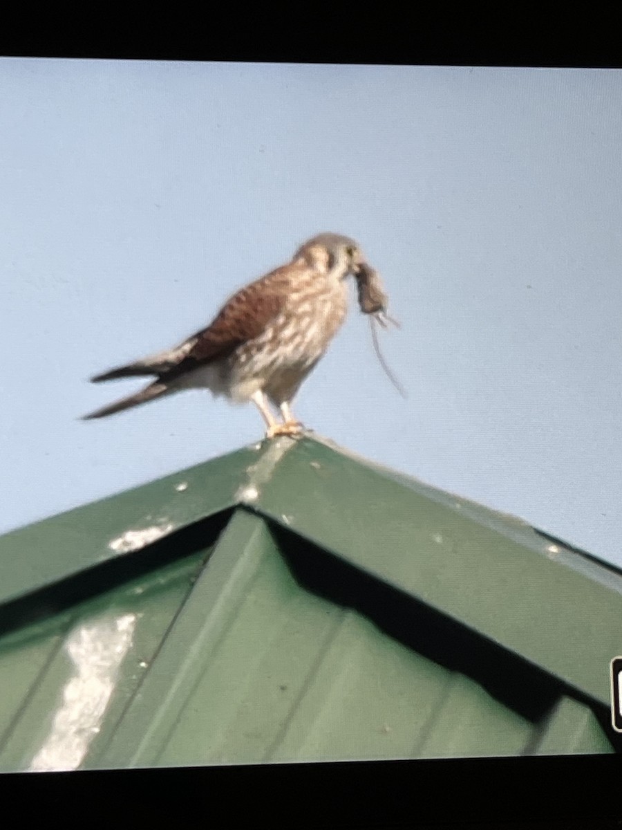 American Kestrel - ML644388106