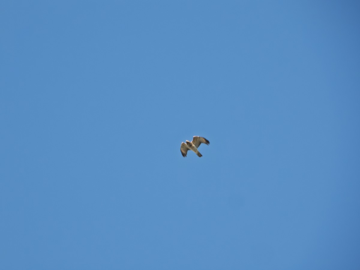 Broad-winged Hawk - ML644388108