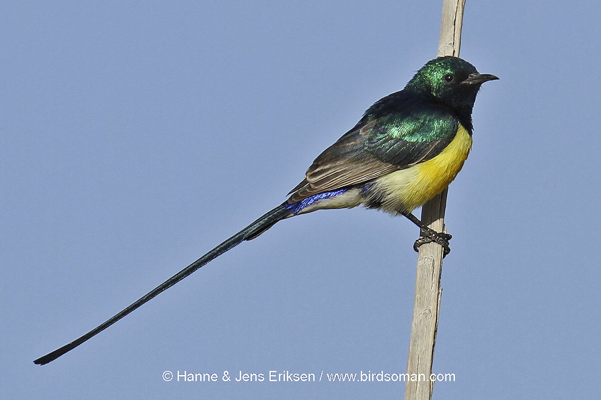 Nile Valley Sunbird - Jens Eriksen