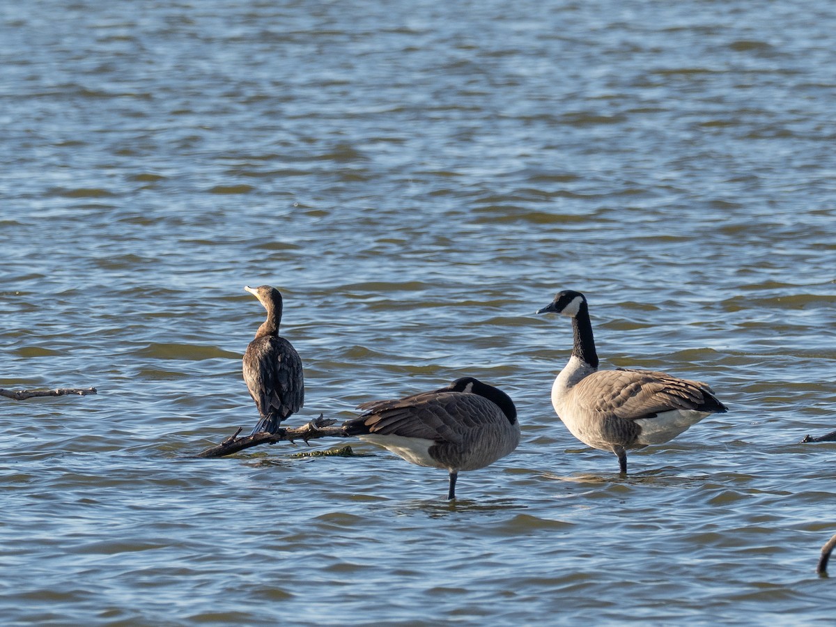 berneška velká - ML644388112