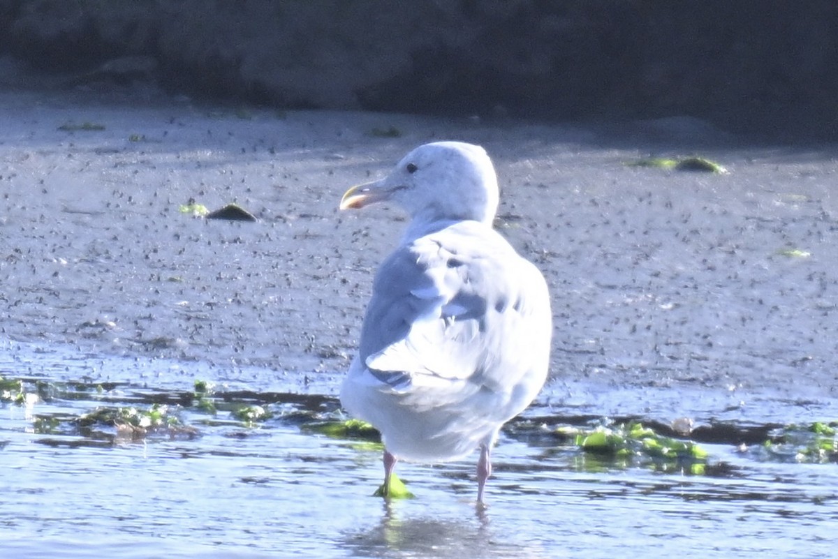 Glaucous-winged Gull - ML644388113