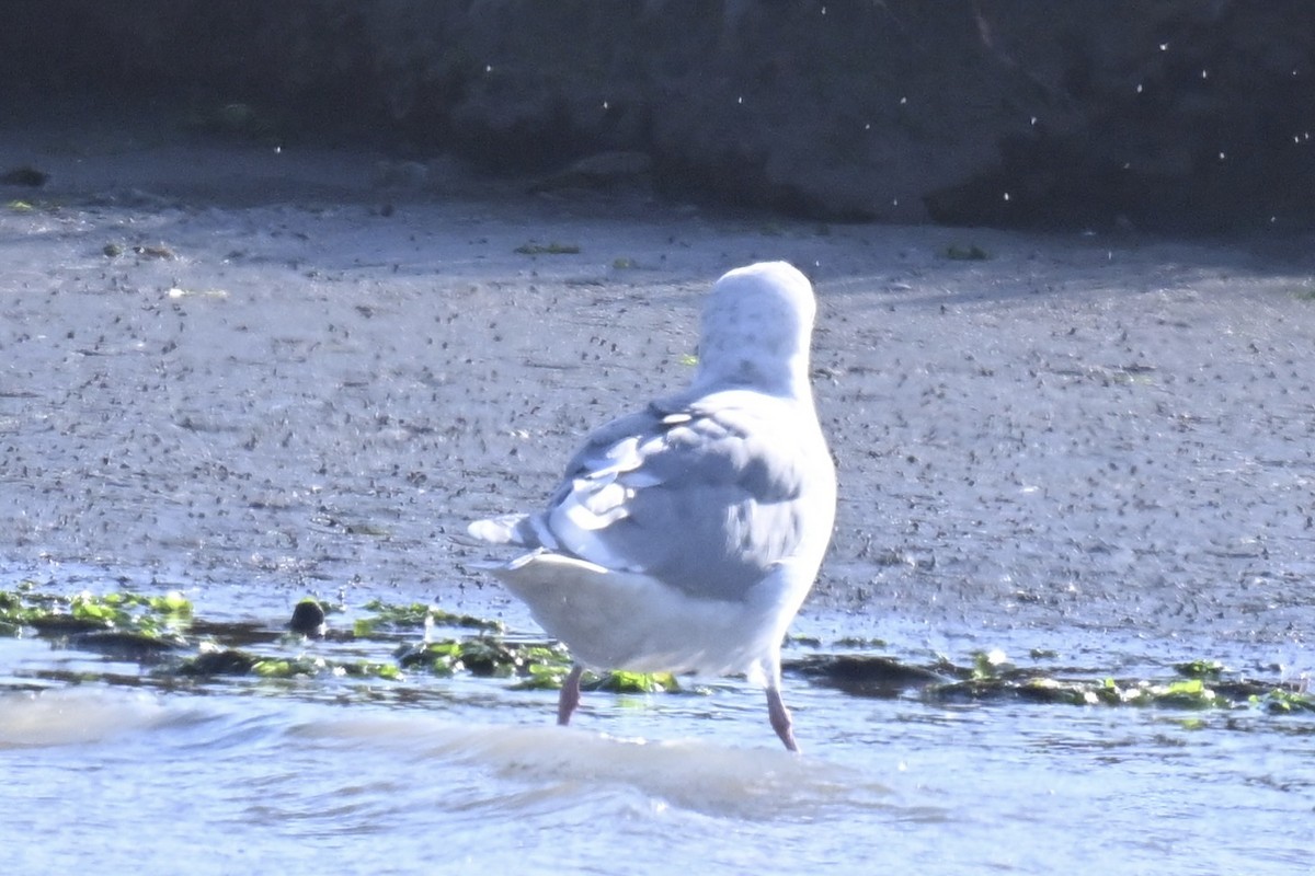 Glaucous-winged Gull - ML644388145