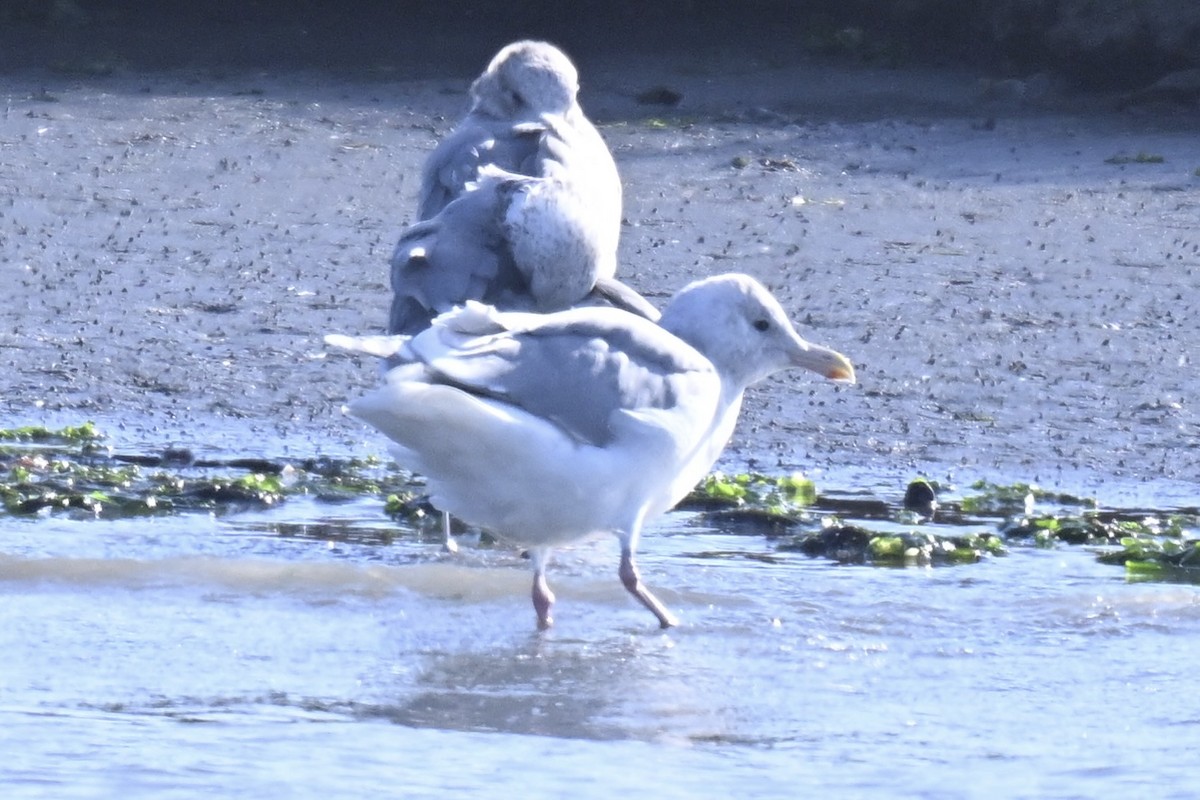 Glaucous-winged Gull - ML644388147