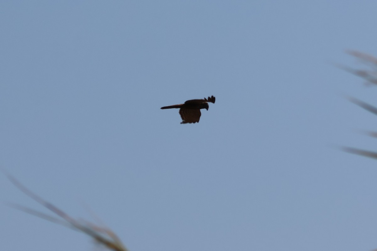 African Marsh Harrier - ML644388161