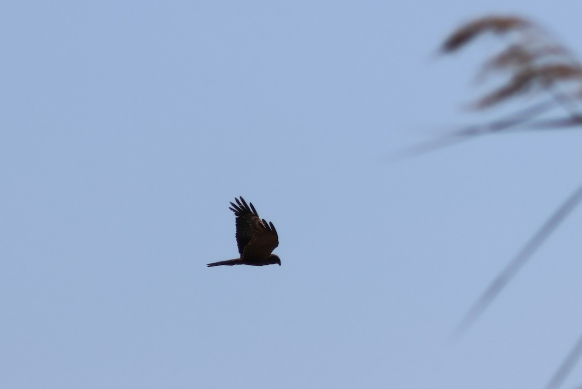 African Marsh Harrier - ML644388162