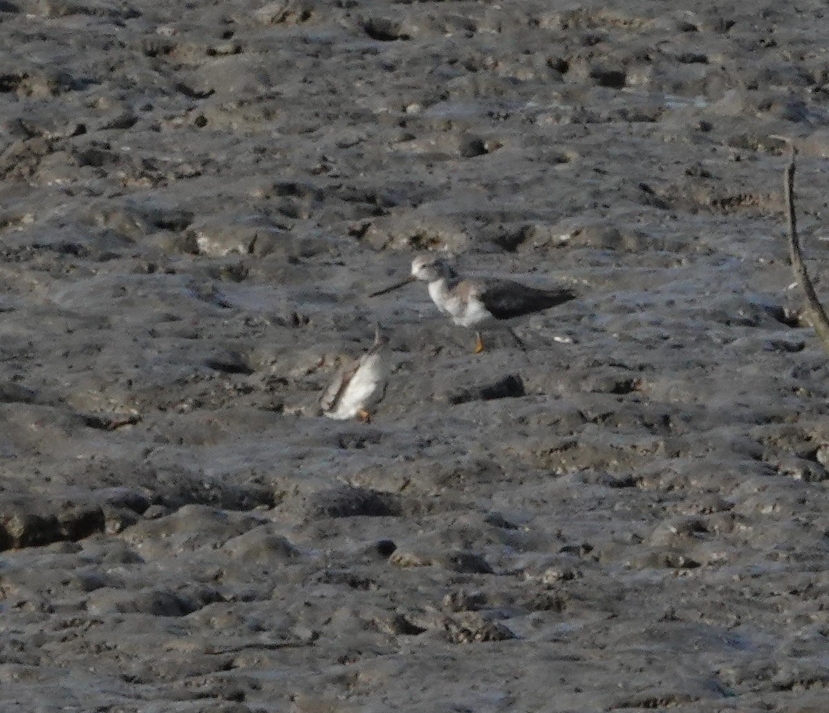 tereksnipe - ML644388182