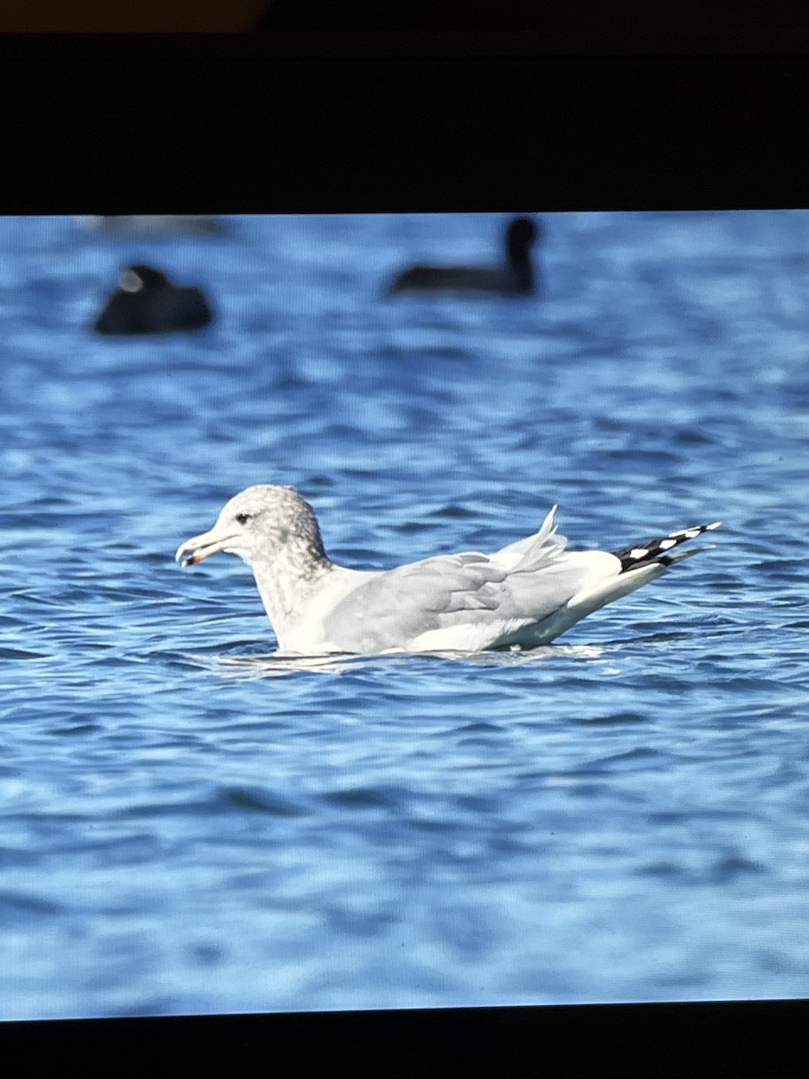 California Gull - ML644388183