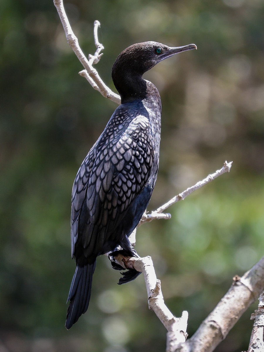 lagfiskeskarv - ML644388187