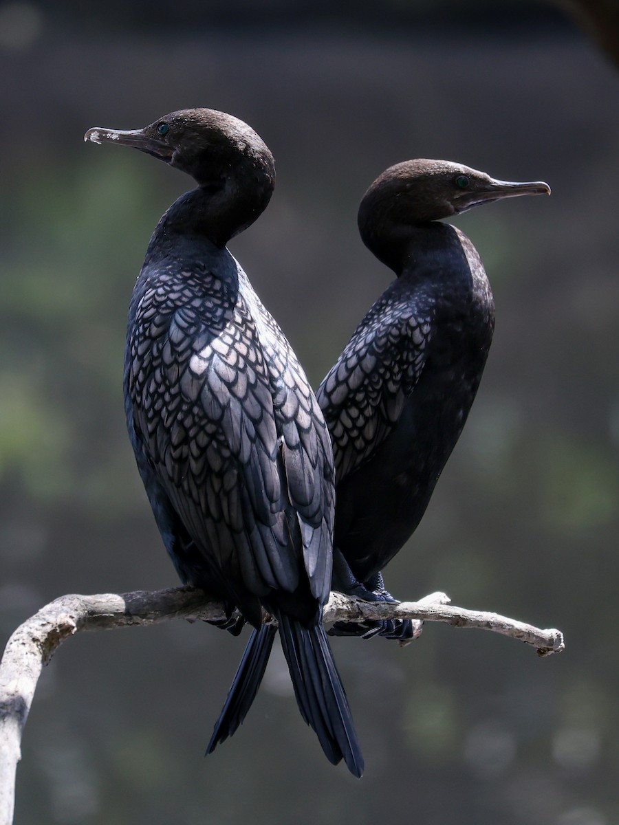 lagfiskeskarv - ML644388188