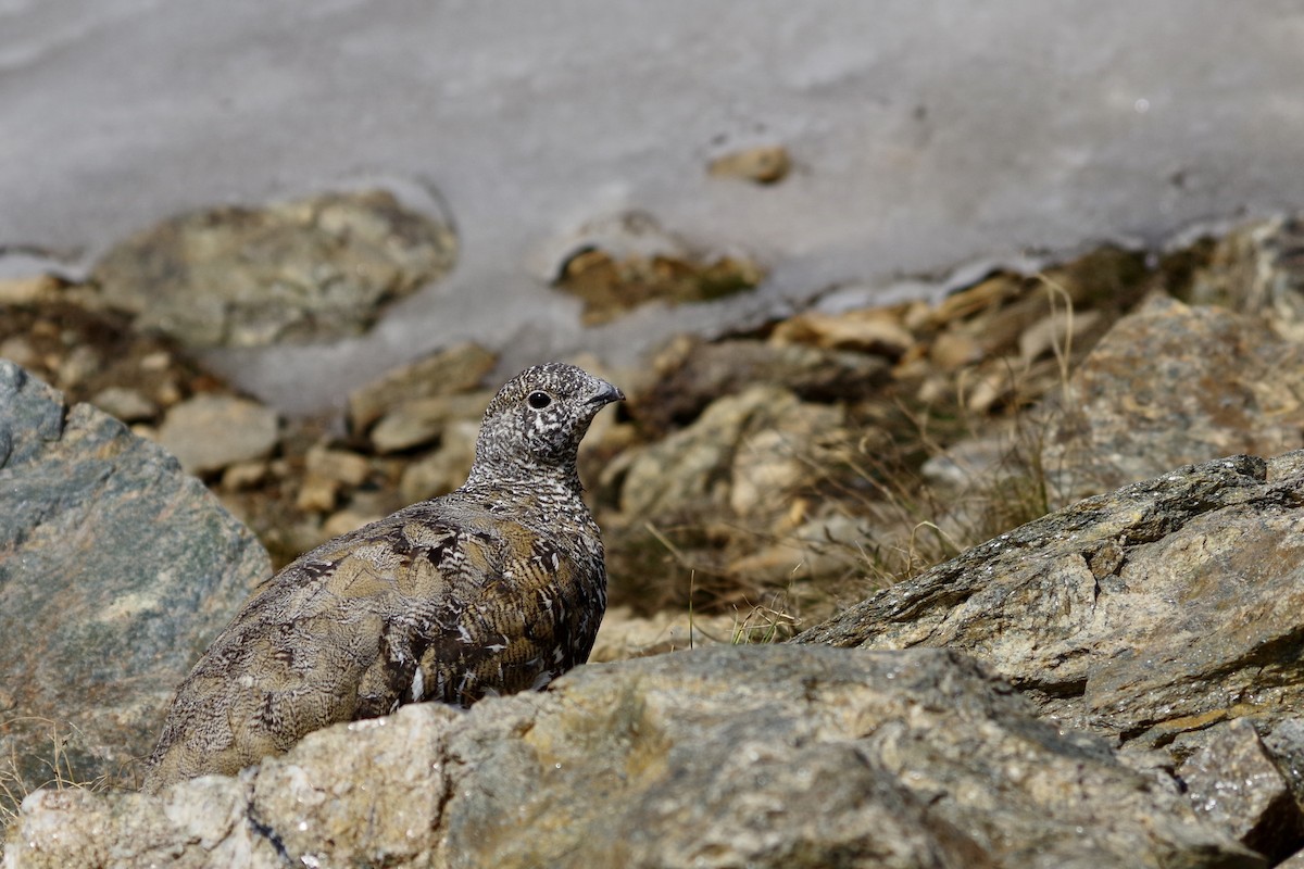 hvitstjertrype - ML644388189