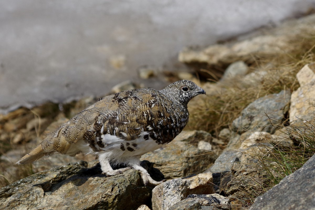 hvitstjertrype - ML644388190