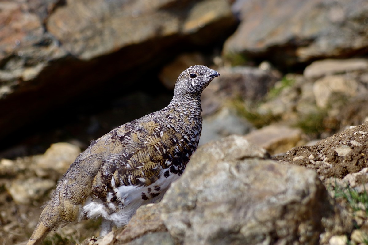 hvitstjertrype - ML644388191