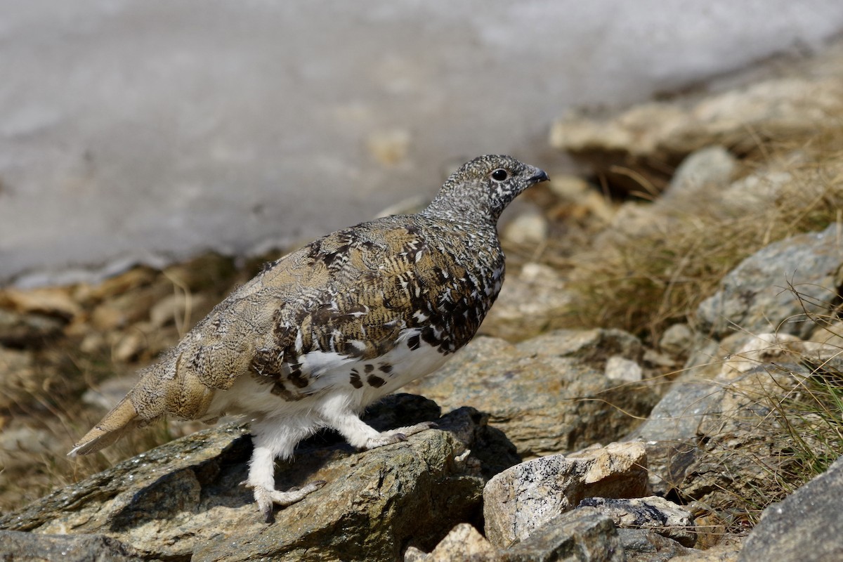 hvitstjertrype - ML644388192