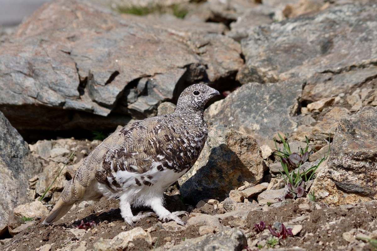 hvitstjertrype - ML644388193