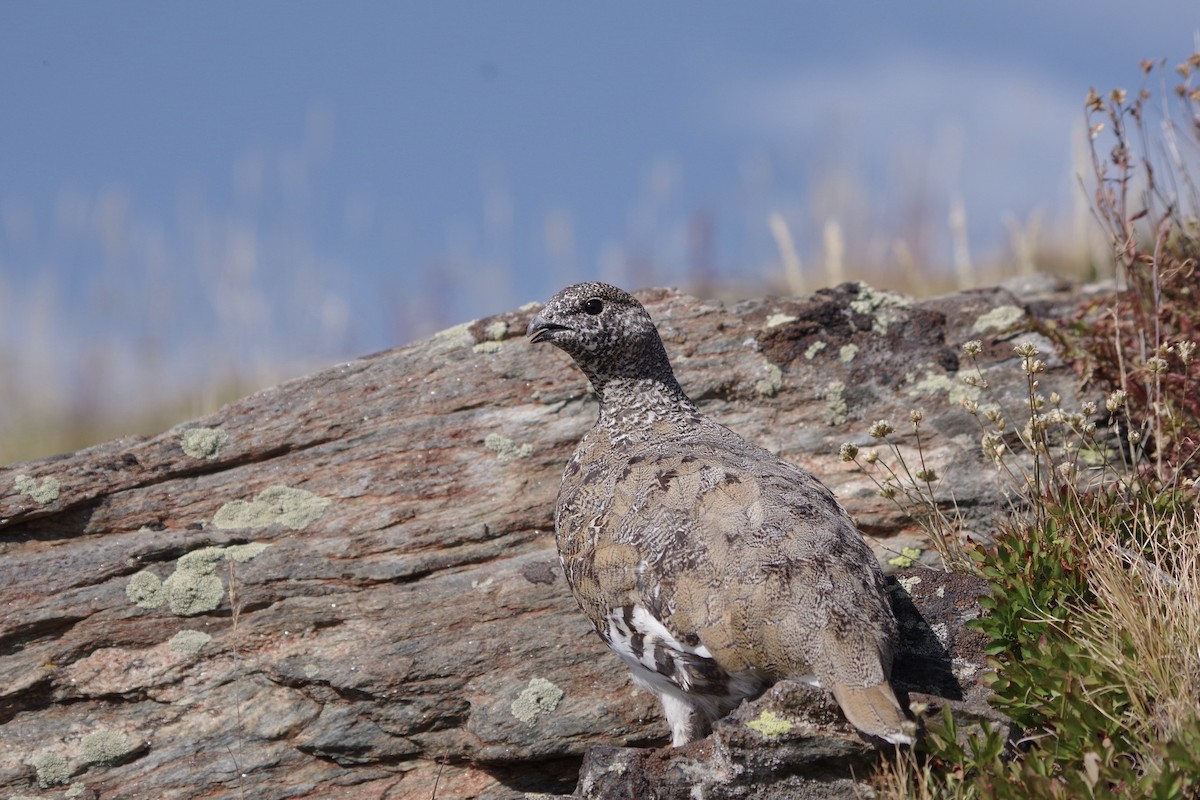 hvitstjertrype - ML644388194