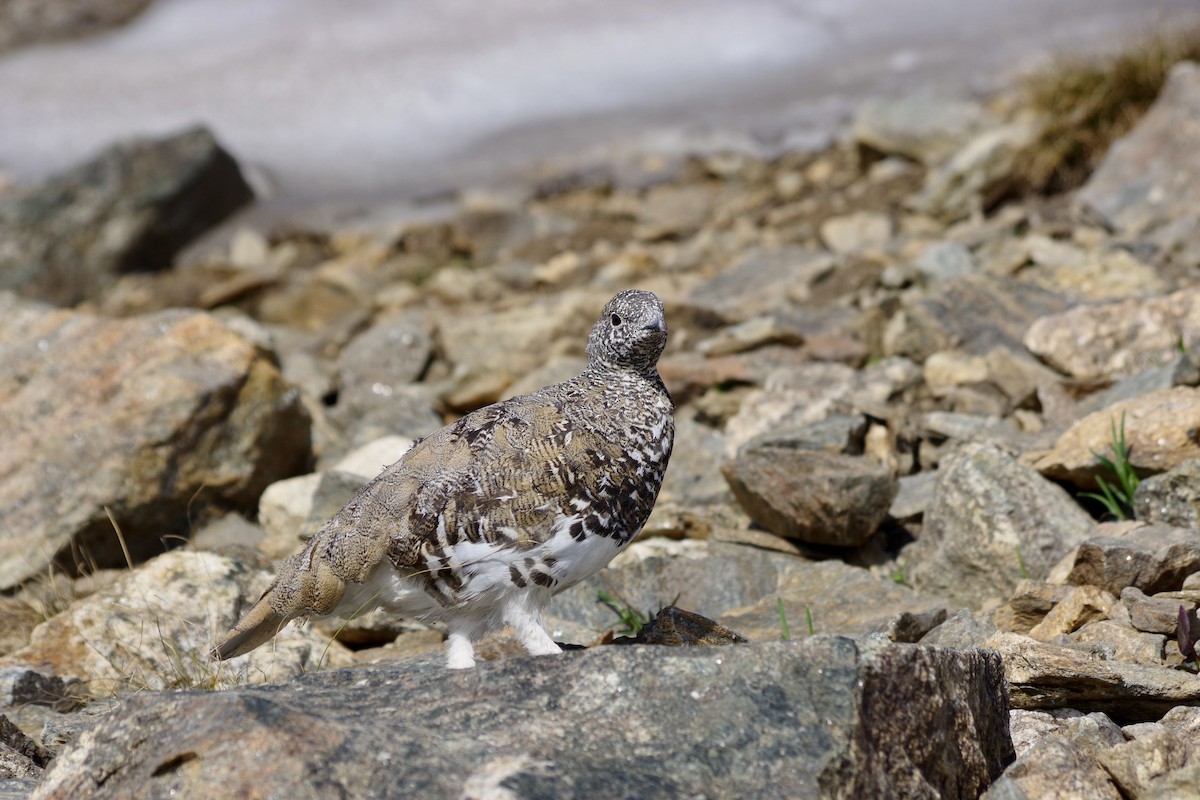 hvitstjertrype - ML644388195