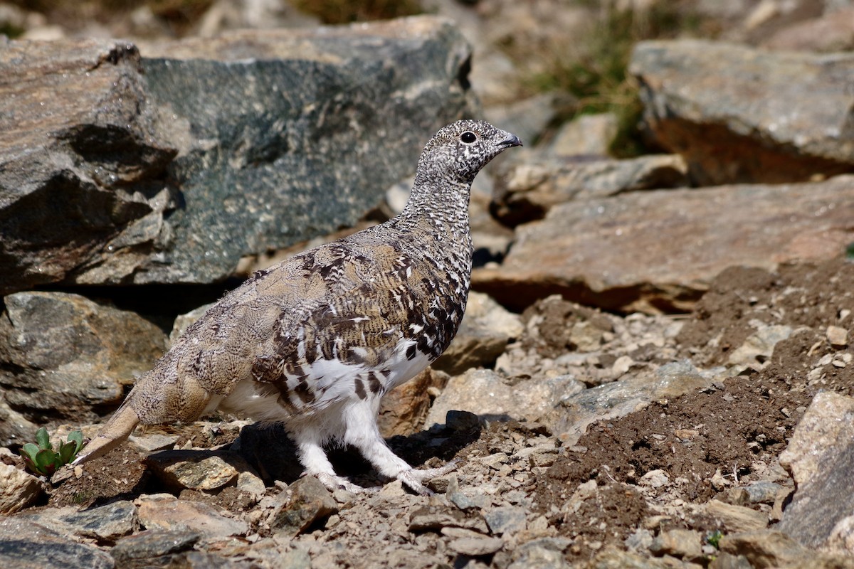 hvitstjertrype - ML644388196