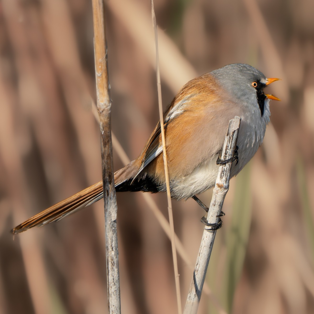 ヒゲガラ - ML644388209