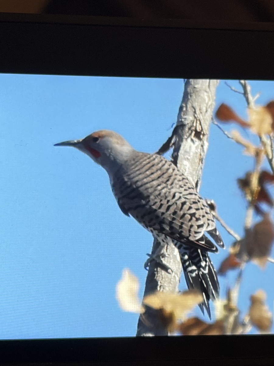 Northern Flicker (Red-shafted) - ML644388224