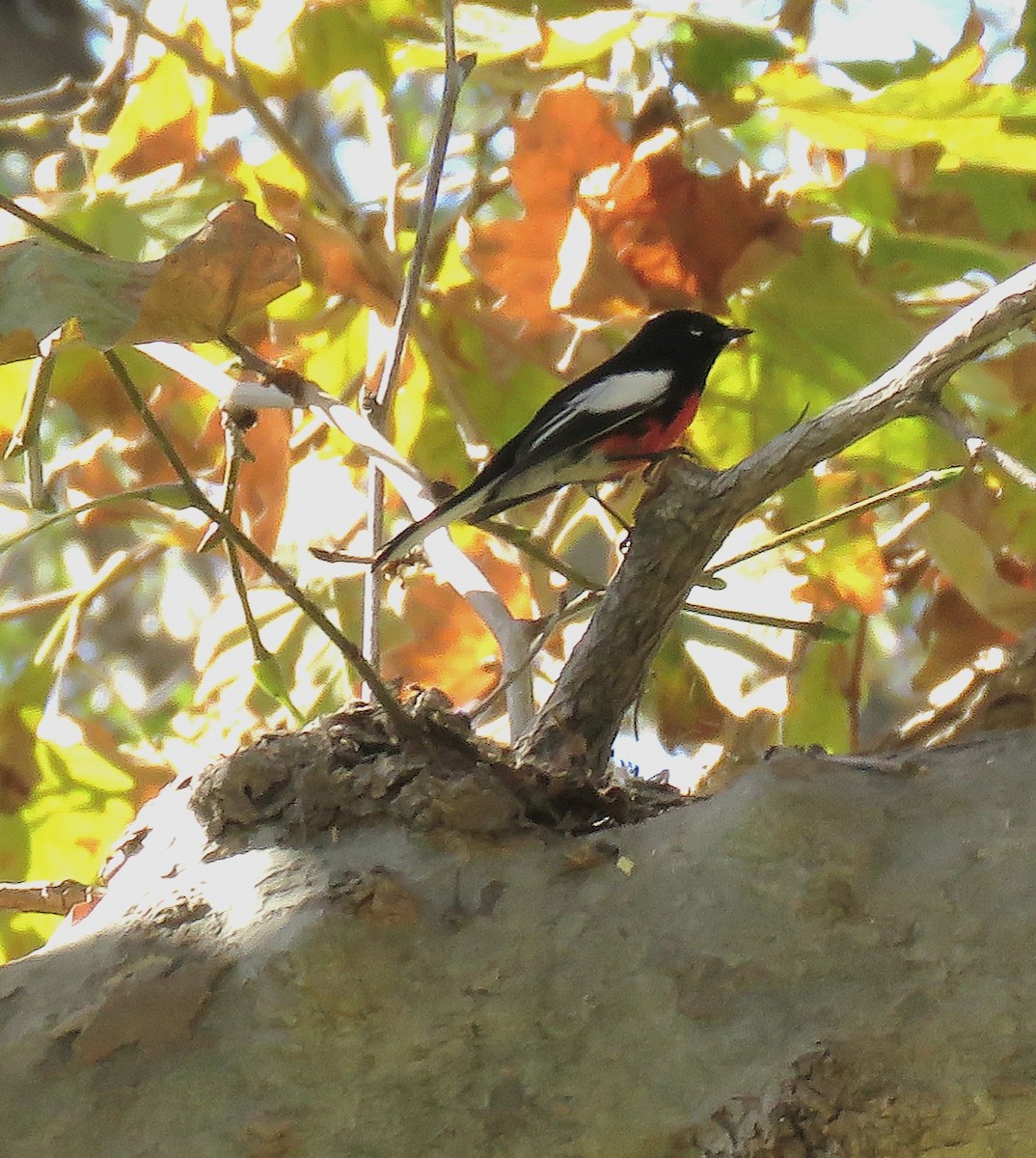 Painted Redstart - ML644388227