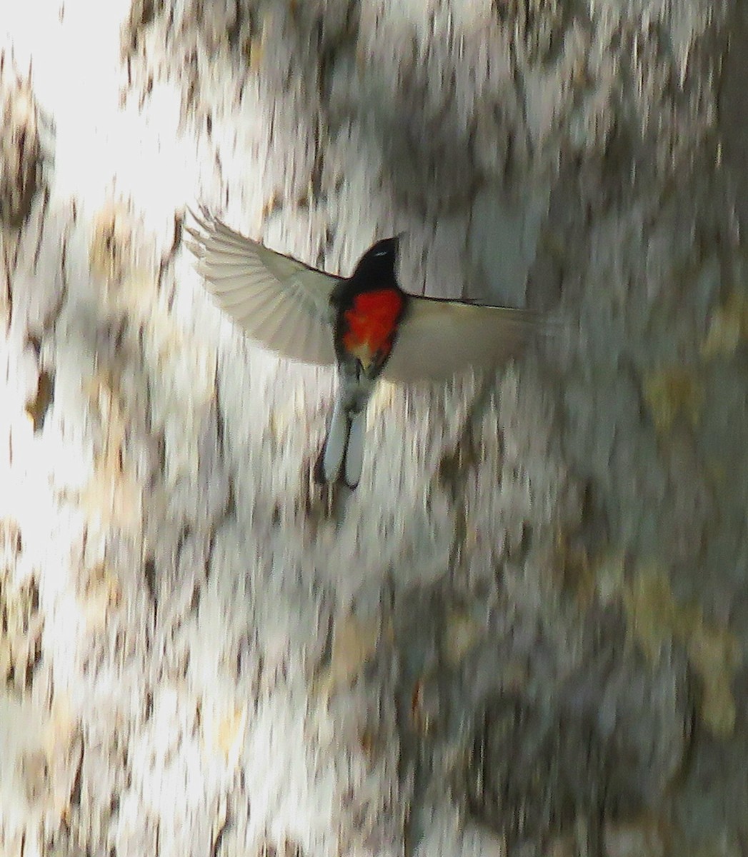 Painted Redstart - ML644388228