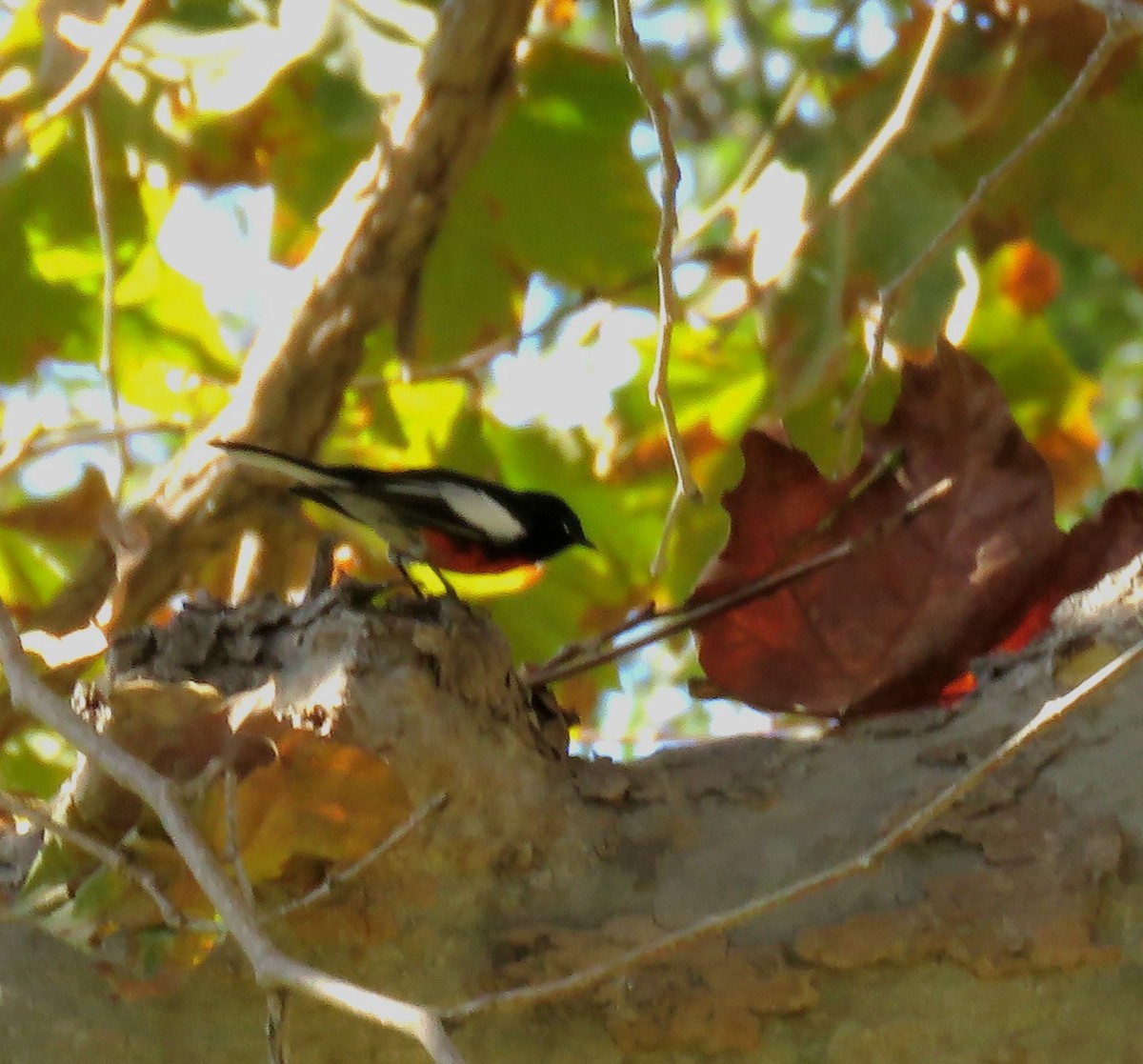 Painted Redstart - ML644388229
