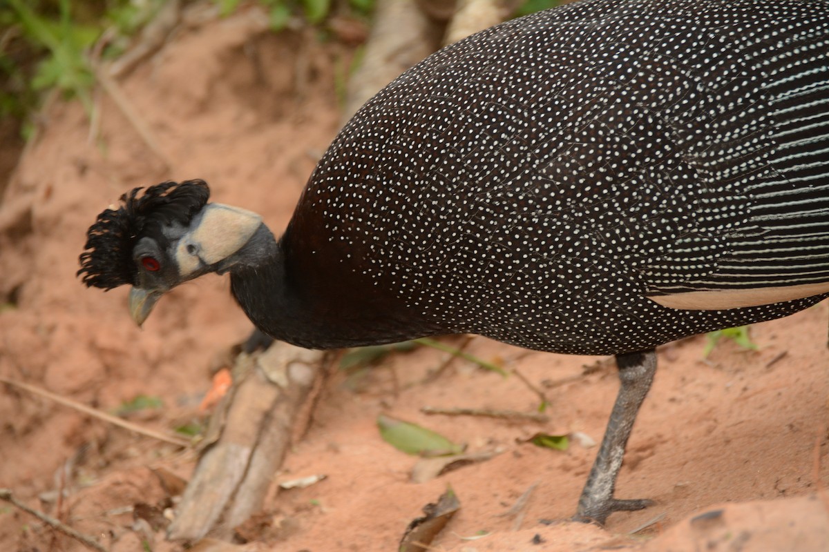 Southern Crested Guineafowl - ML644388230