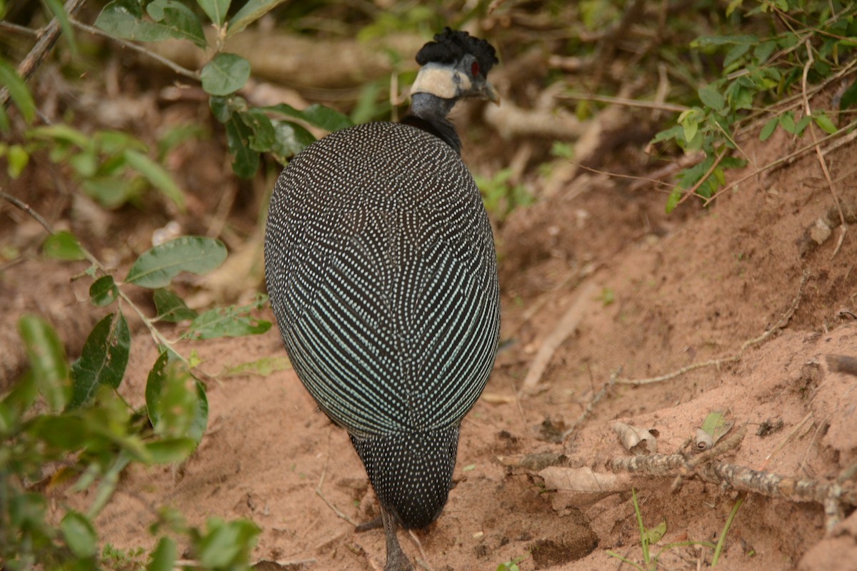 Southern Crested Guineafowl - ML644388231