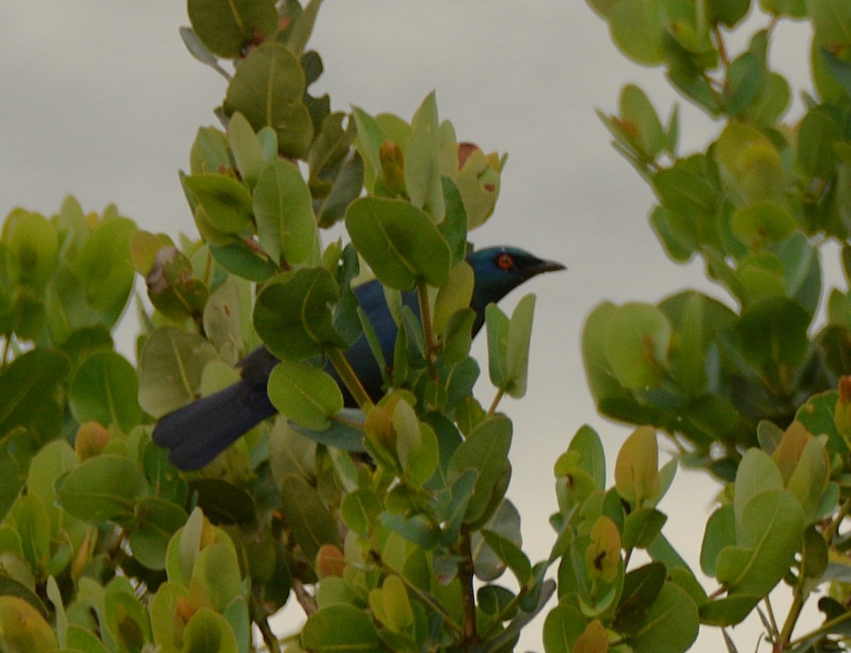 Black-bellied Starling - ML644388240