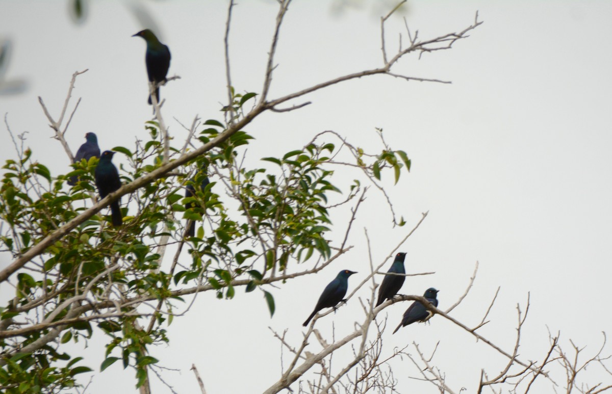 Black-bellied Starling - ML644388241
