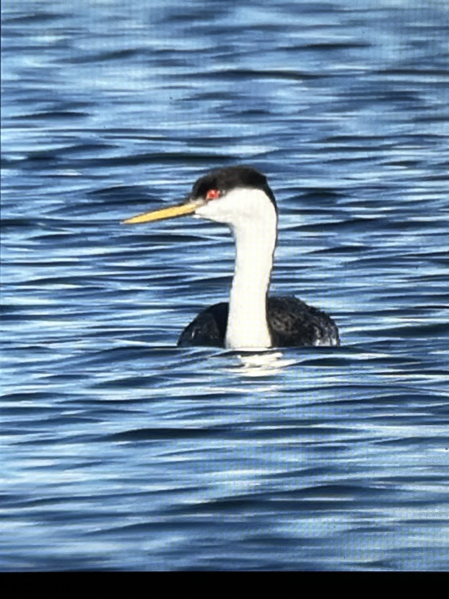 Western Grebe - ML644388247