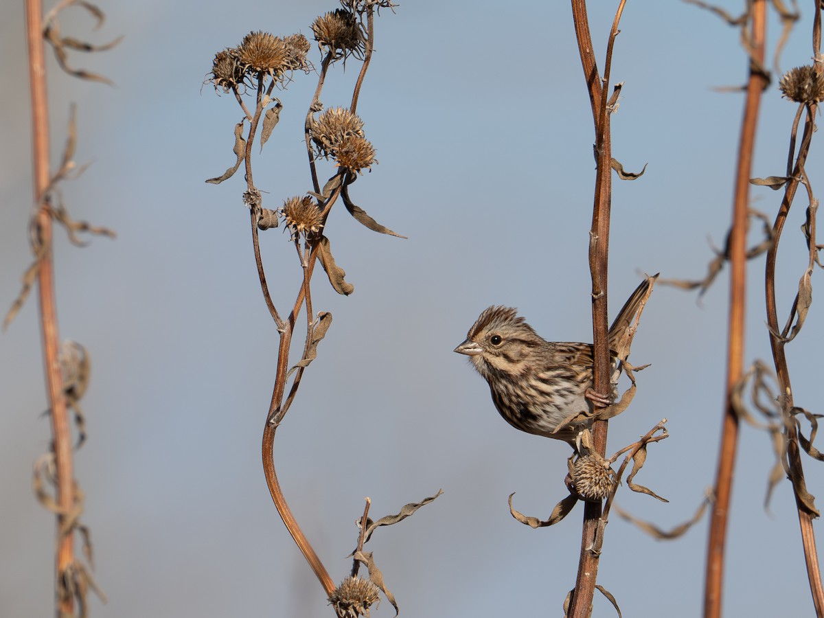 strnadec zpěvný - ML644388249